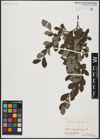 Foto von Salix aurita L.